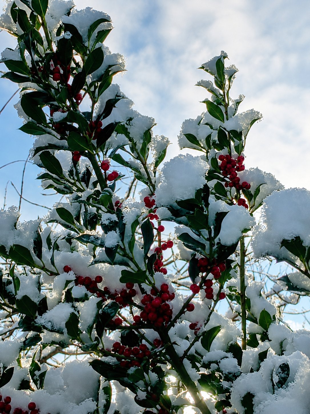 Stechpalme mit roten Beeren im Schnee